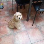 Een kleine, lichtbruine hond met krullend haar zit op een tegelvloer naast een tafel en zwarte stoelen en kijkt omhoog naar de camera.