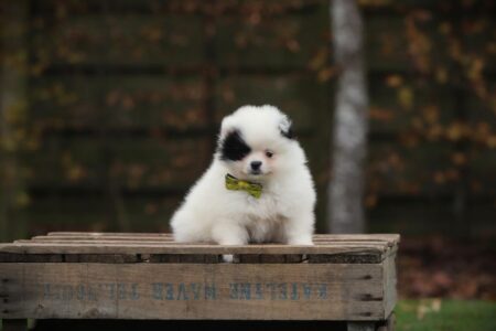 Pomeranian puppy te koop