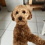 Poedel - rose (france) 11 Schattige goudkleurige poodle puppy in huis.