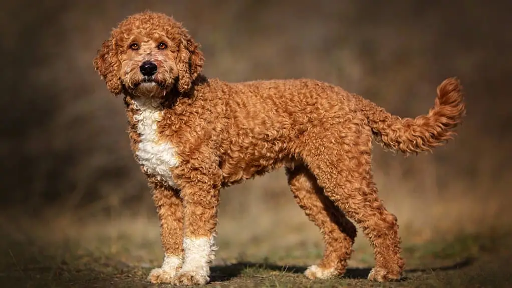 Uiterlijk van de lagotto romagnolo: vacht, kleuren en bouw uitgelegd 1