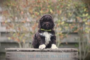 lagotto romagnolo