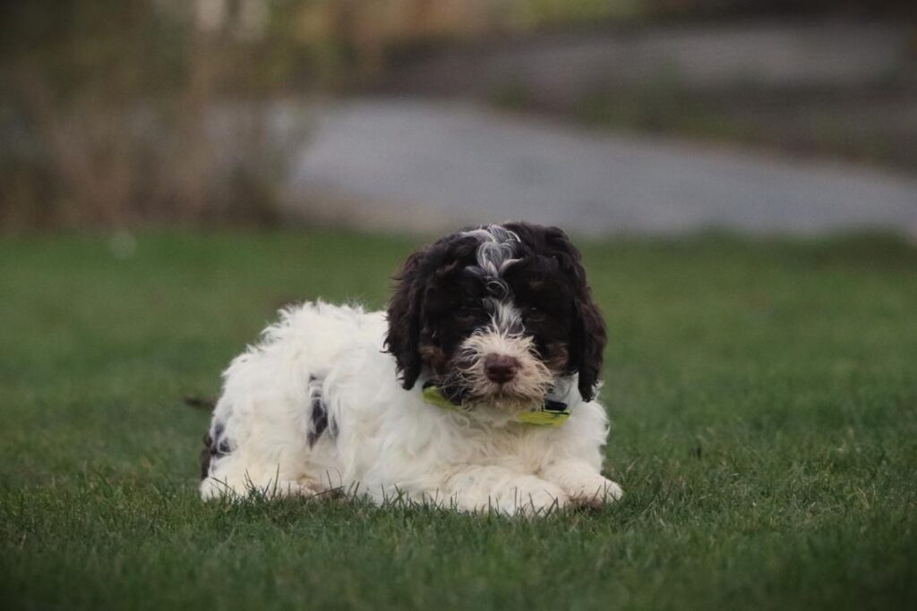 italiaanse waterhond