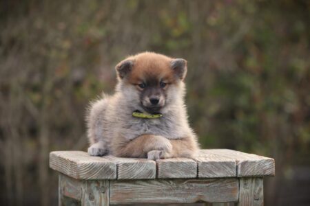Pomsky puppy te koop