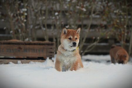 Shiba Inu puppy te koop