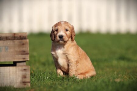 Labradoodle puppy te koop