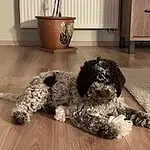 Lagotto romagnolo 8 Schattige lagotto romagnolo puppy ligt op houten vloer binnen.