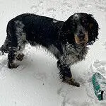 Engelse cocker spaniël - bowie 14 Engelse cocker spaniël in de sneeuw met natte vacht en speelse uitstraling.