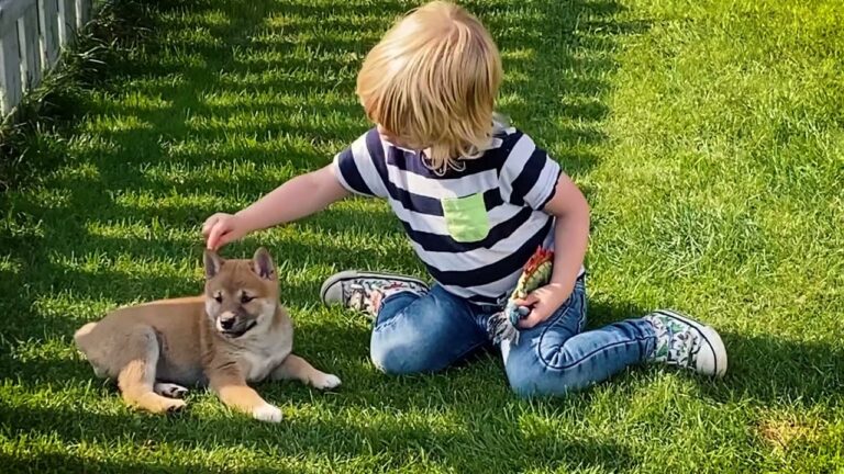Video thumbnail: Woefkesranch - 100% Belgische pups
