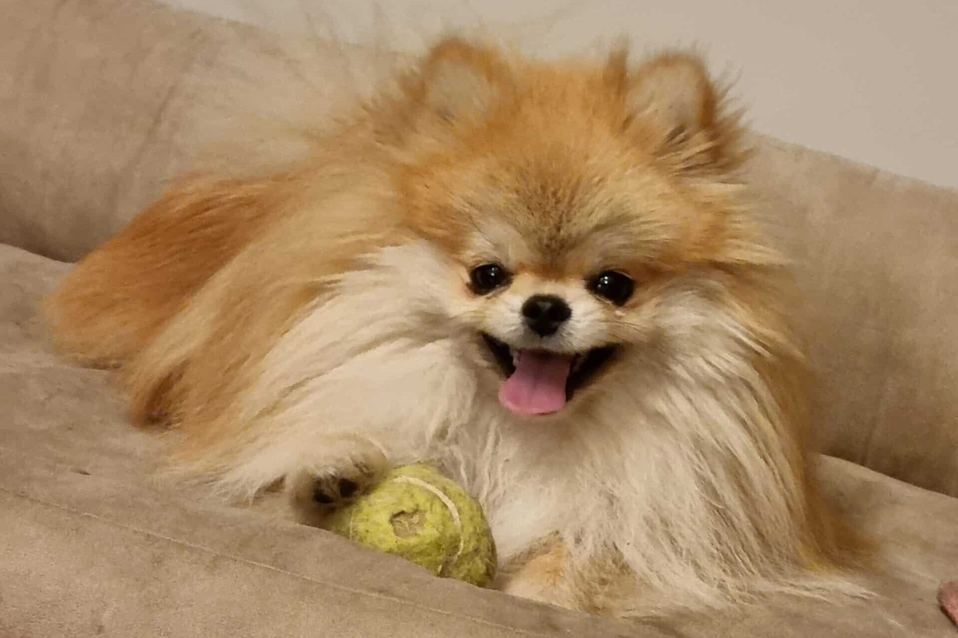 Billy, pomeranian woefkesranch
