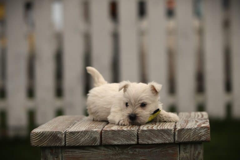 West-highland-terrier-teef-8767-2