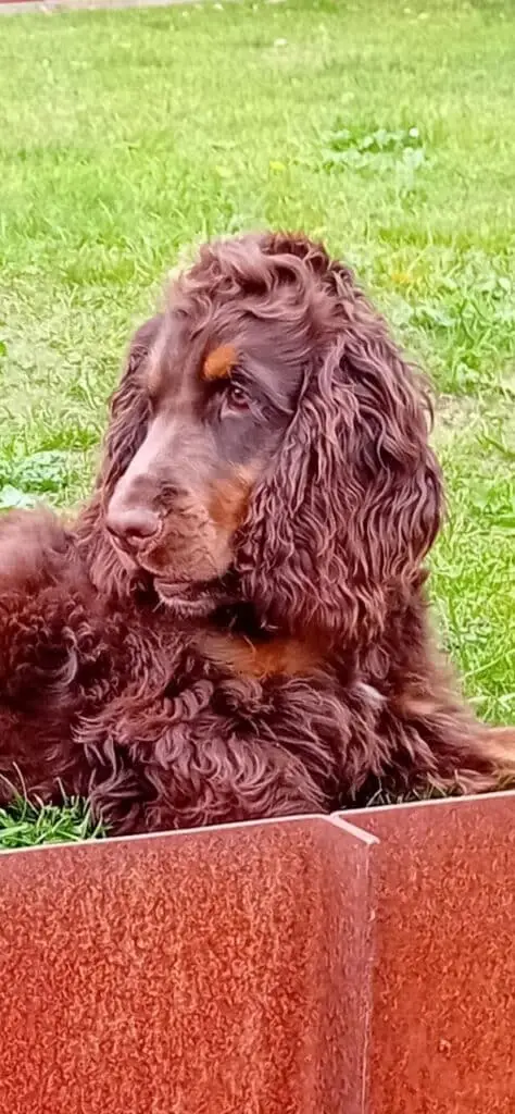 Schattige engelse cocker spaniel puppy rust op grasveld.