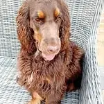 Engelse cocker - rufus 4 Engelse cocker spaniel rufus zit op een wicker stoel buiten.