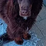 Engelse cocker - rufus 6 Engelse cocker spaniel rufus met lange oren en glanzende vacht.