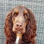 Engelse cocker - rufus 5 Engelse cocker spaniel rufus met lange oren en glanzende vacht.
