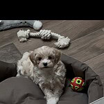 Maltipoo - cookie (athus, be) 18 Schattige maltipoo puppy cookie in haar mand met speeltje.