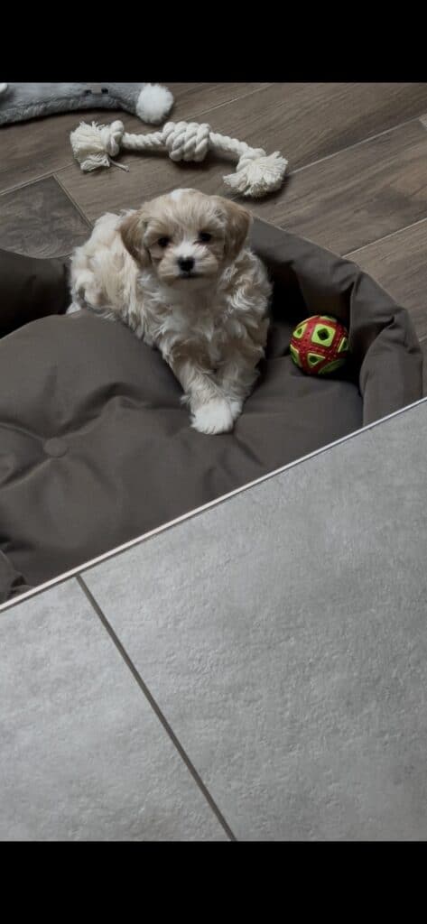Schattige maltipoo puppy cookie in haar mand met speeltje.