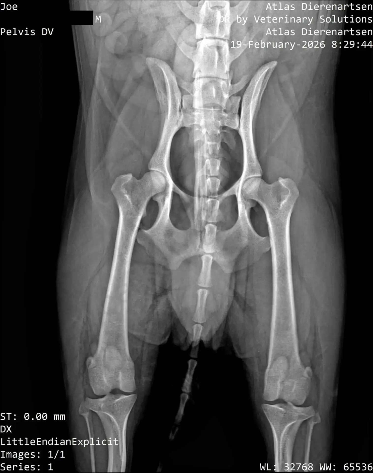 Dierenarts x-ray van het bekken en de heupen van een paard.