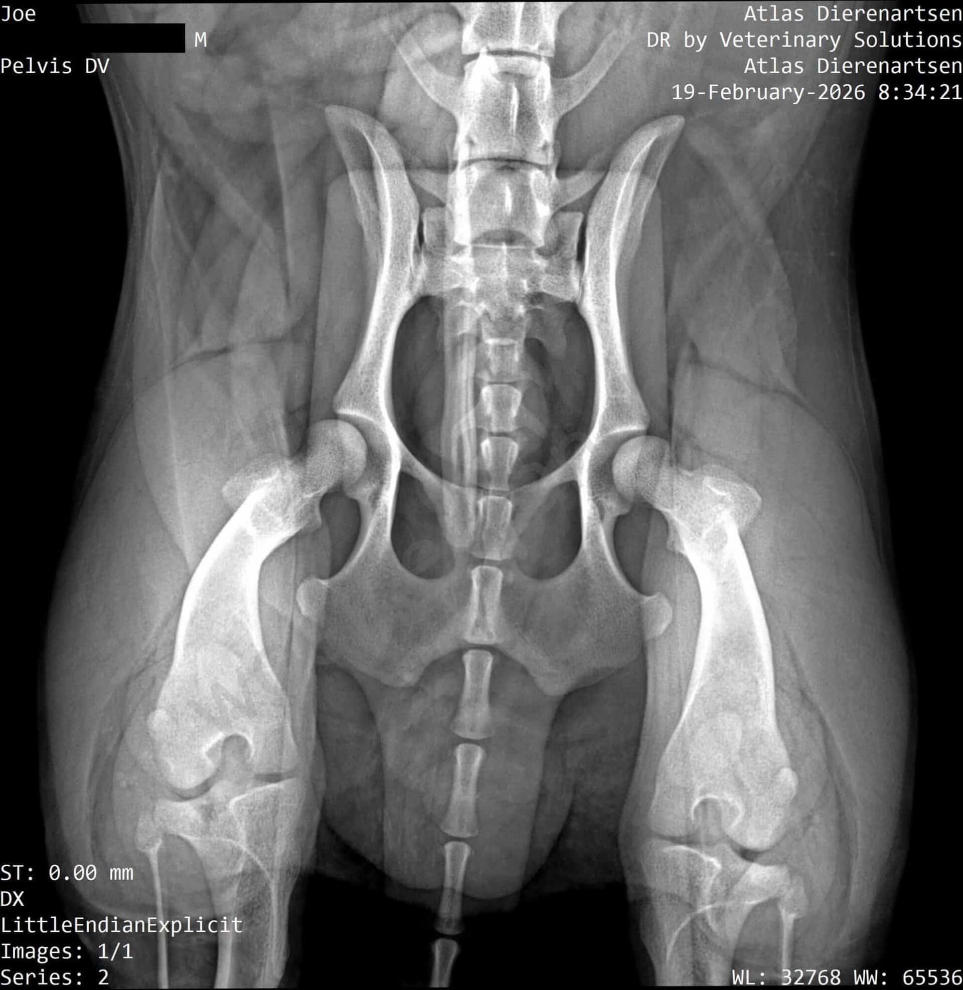 Dierenarts x-ray van het paardenbekken en heupen voor medische diagnose.