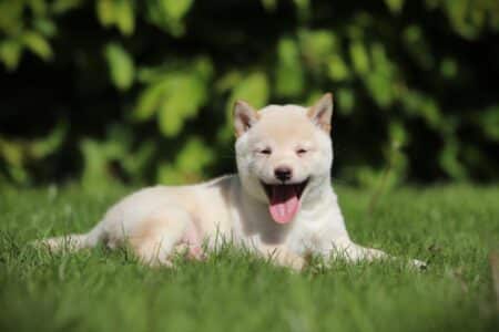 Shiba Inu puppy te koop