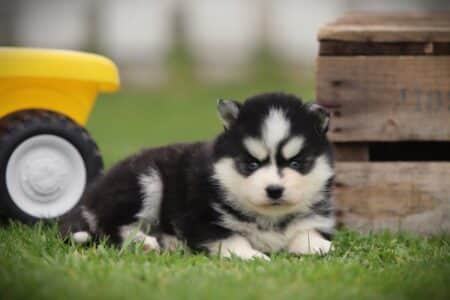 Pomsky puppy te koop