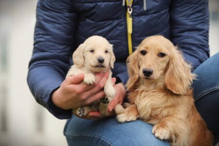 Dwergteckel puppy te koop