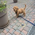 Cockapoo - balou 2