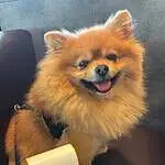 Dwergkeeshond - benji 8 Schattige dwergkeeshond met nummer 60 op een hondenshow.