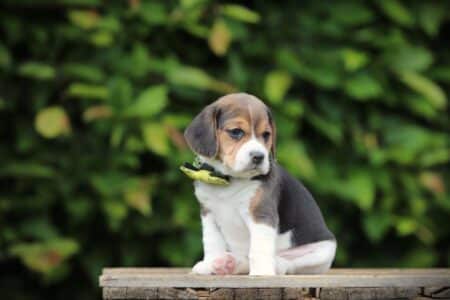 Beagle puppy te koop