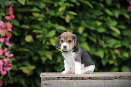Beagle puppy te koop