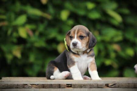 Beagle puppy te koop