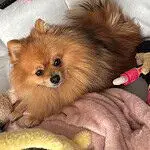 Dwergkeeshond - benji 9 Schattige dwergkeeshond benji met fluffy oranje vacht en donkere ogen.