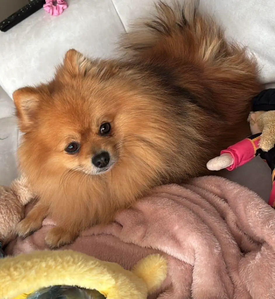 Schattige dwergkeeshond benji met fluffy oranje vacht en donkere ogen.