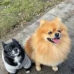 Dwergkeeshond - benji 10 Twee dwergkeeshonden wandelen samen op een pad in de natuur.