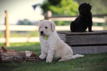 Labradoodle puppy te koop