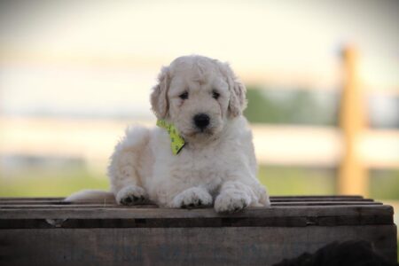 Labradoodle puppy te koop