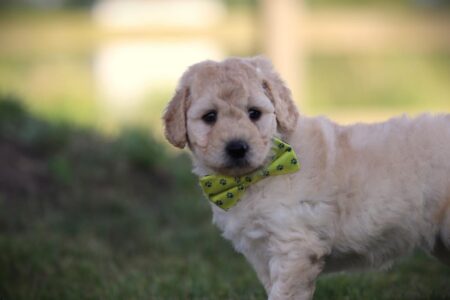 Labradoodle puppy te koop