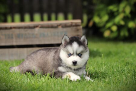Pomsky puppy te koop