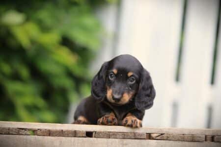 Miniature Dachshund puppy te koop