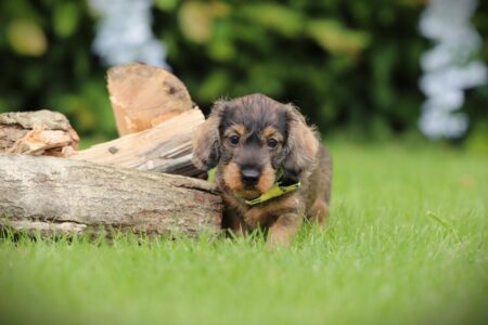 Zwergteckel puppy te koop