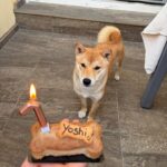 Shiba inu - yoshi 1