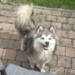Pomsky - honey & akila 14