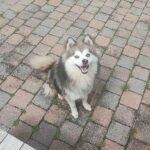 Pomsky - honey & akila 13