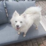 Pomsky - honey & akila 11