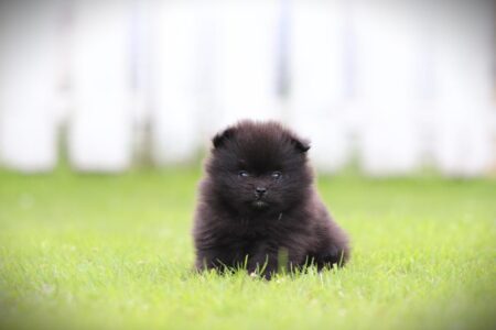 Pomeranian puppy te koop