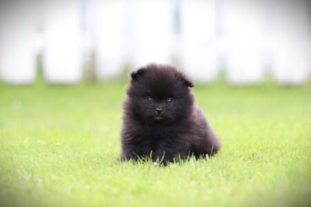 Pomeranian puppy te koop