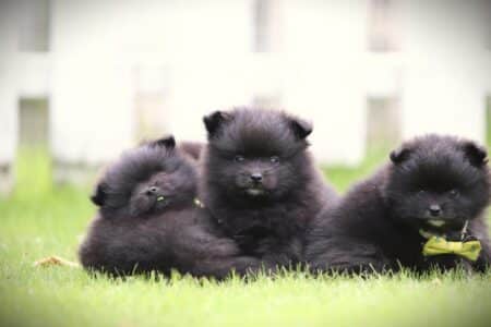 Pomeranian puppy te koop