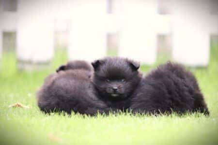 Pomeranian puppy te koop