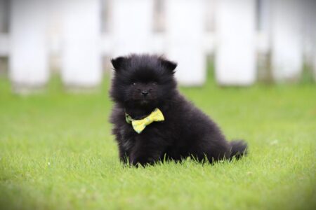 Pomeranian puppy te koop