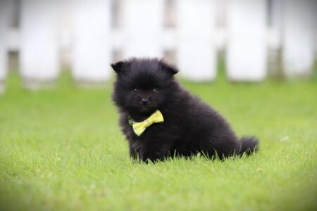 Pomeranian puppy te koop