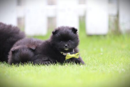Pomeranian puppy te koop